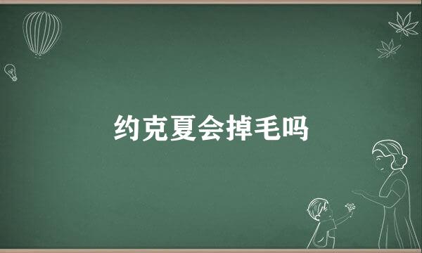 约克夏会掉毛吗