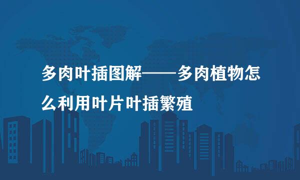 多肉叶插图解——多肉植物怎么利用叶片叶插繁殖