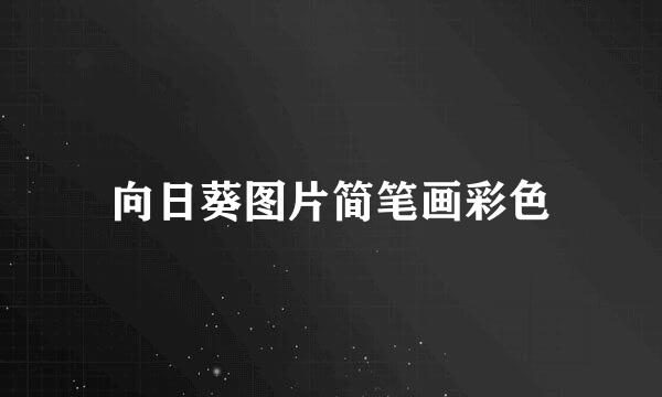 向日葵图片简笔画彩色