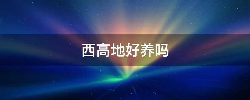 西高地好养吗