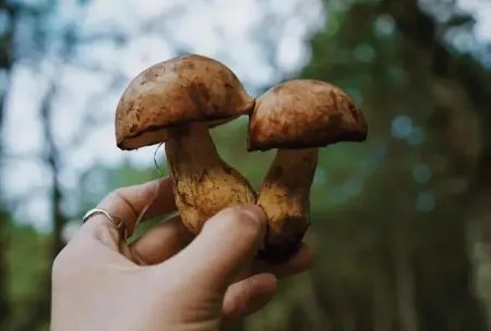昆明一职员称办公室长出巨大毒蘑菇,蘑菇的生长力有多旺盛?