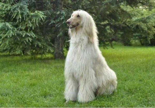 犬类智商排名
