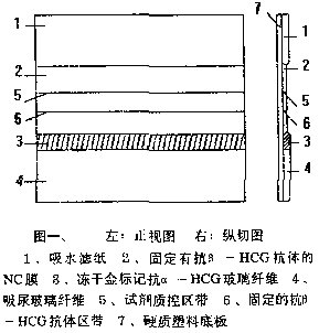 免疫胶体金医学检验中的应用
