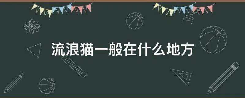 流浪猫一般在什么地方