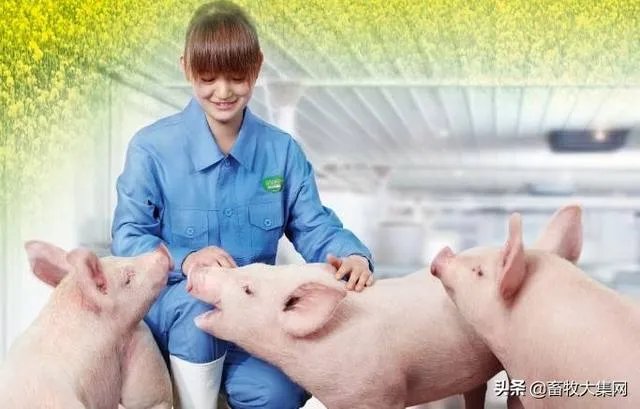 猪价连续下跌九天了,是什么原因造成猪价大跌,何时能上涨?