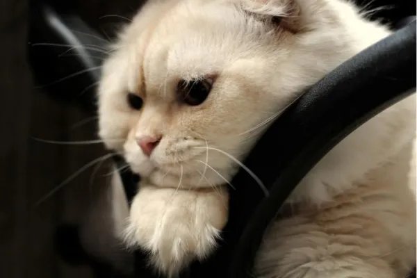 cat怎么读