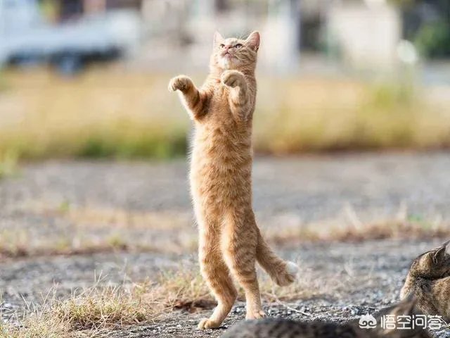 猫为什么可以站着?