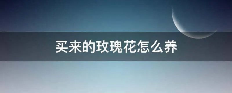 买来的玫瑰花怎么养
