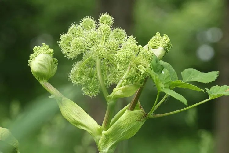 川芎白芷图片