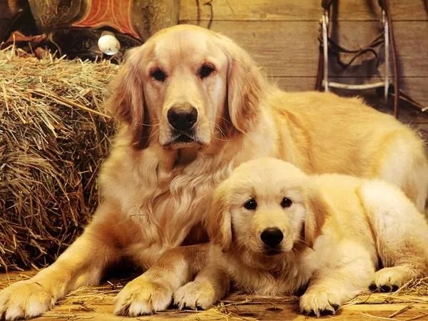 打死金毛犬被刑拘，是依据什么样的法律法规？