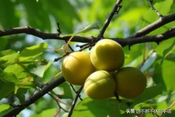 梅子黄时日日晴是什么季节?