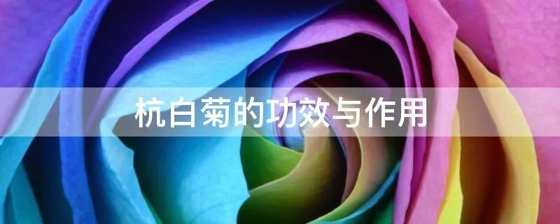 杭白菊的功效与作用