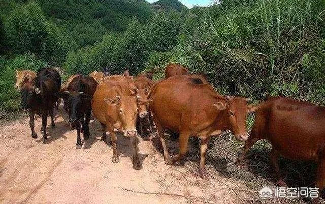 搞养殖业,养羊、养猪、养牛哪个好?为何?