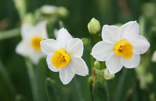 水仙花语