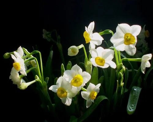 水仙花语