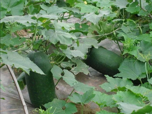 农户种出1米5高冬瓜,冬瓜一般是有多长?