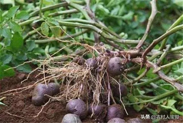 黑土豆有什么生长特性？如何进行种植管理？
