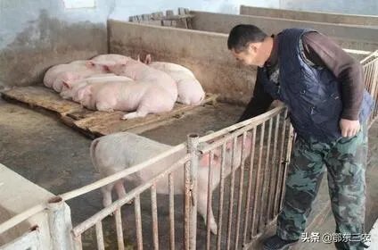 猪价连续下跌九天了,是什么原因造成猪价大跌,何时能上涨?