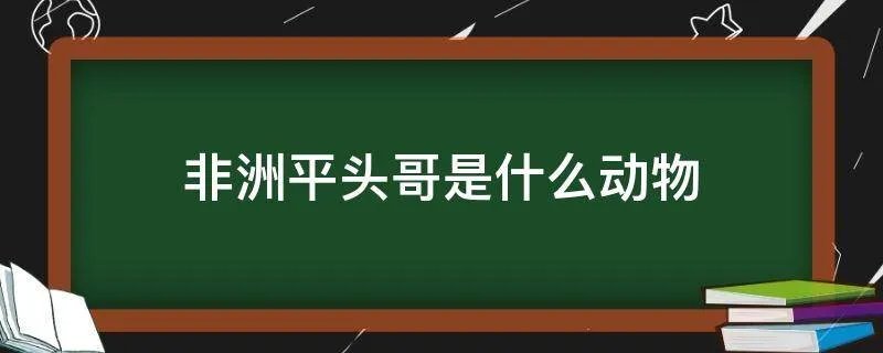 非洲平头哥是什么动物