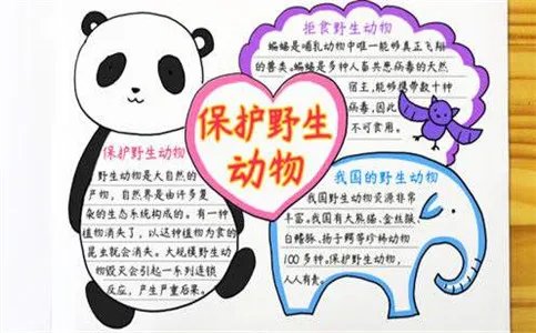 保护动物手抄报简单好看