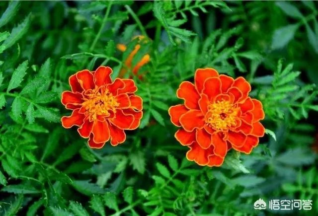 世界上种植万寿菊最多的地方在哪里?面积有多少?