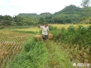 用梯田老式水稻收割机，为什么有的人喜欢边割边脱粒，而不是先割晒一些然后再脱粒？