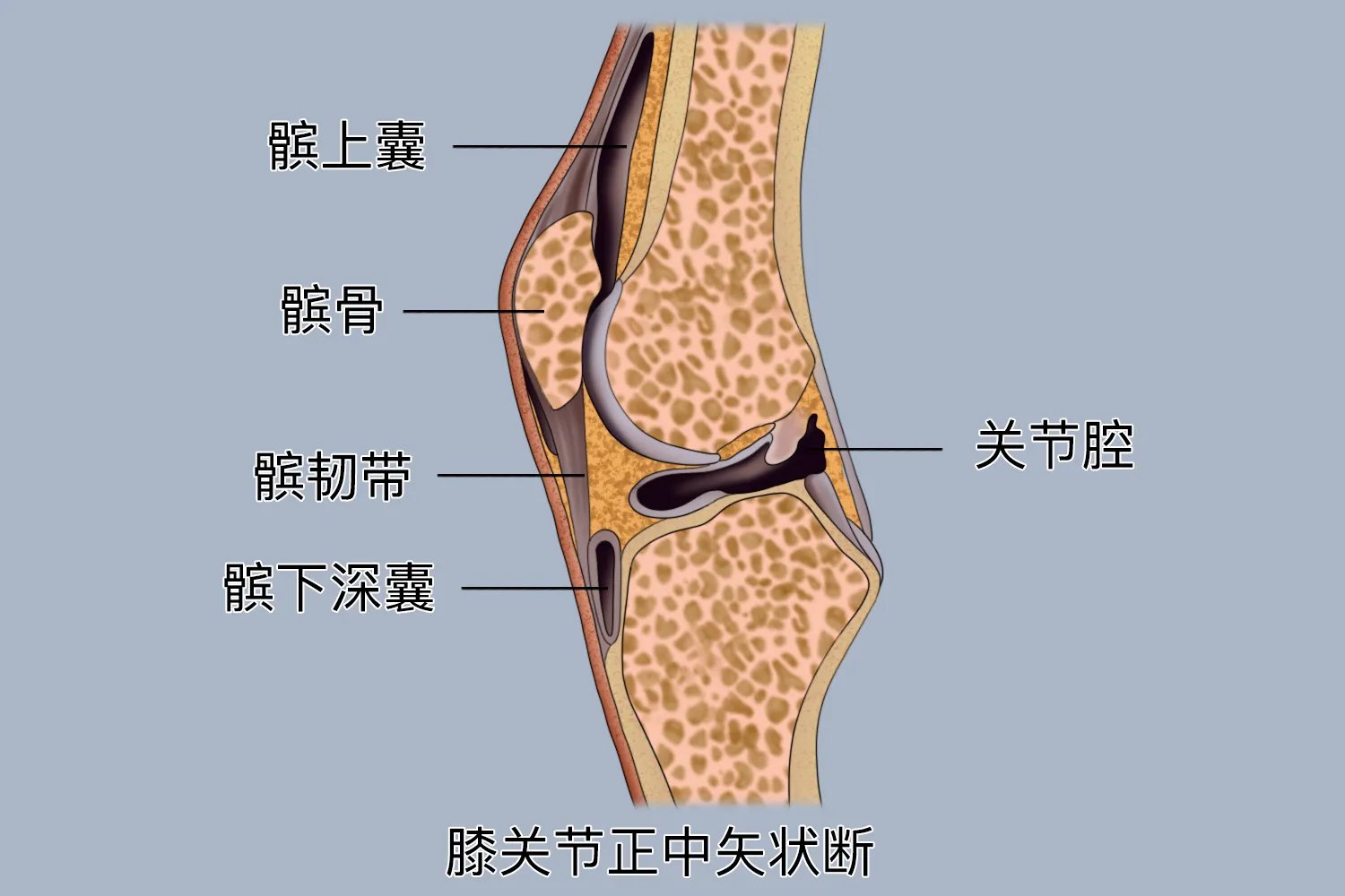 正常膝关节图片