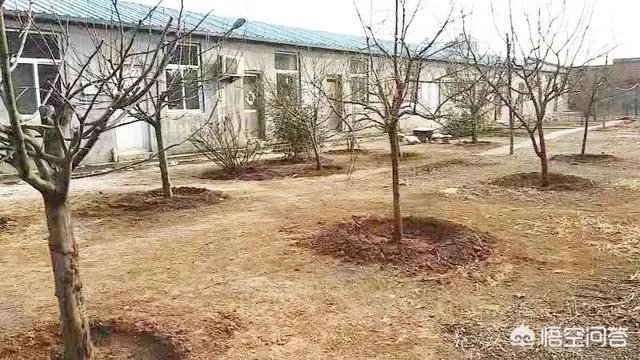 安徽猪饲料排名