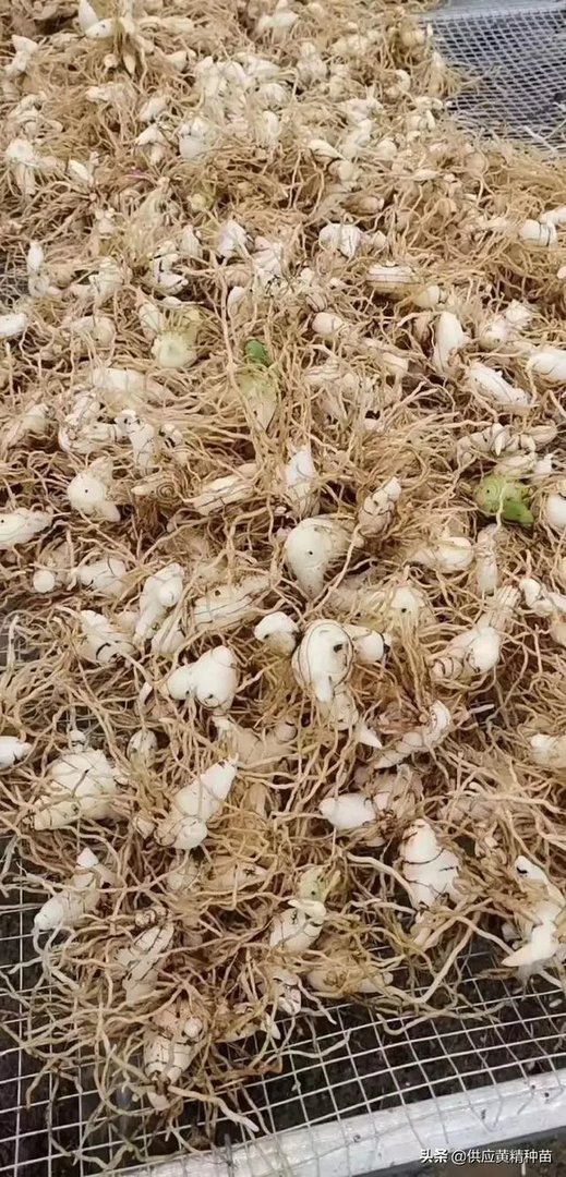 白芨种植前景如何?