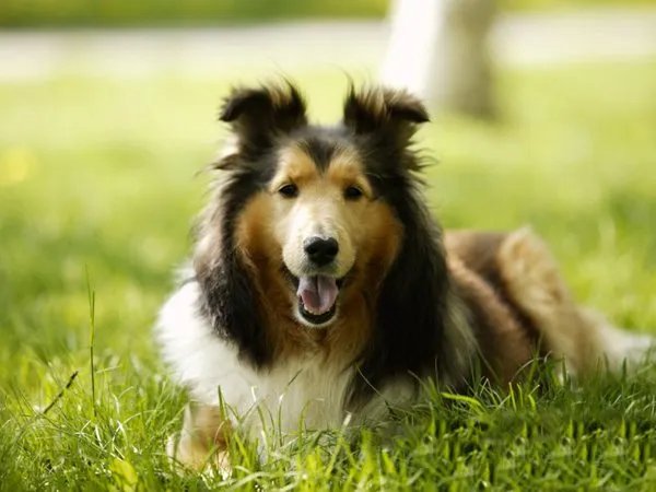 打死金毛犬被刑拘，是依据什么样的法律法规？