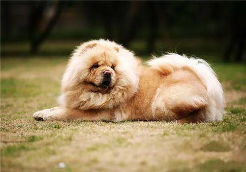 犬类智商排名