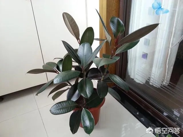 怎么养殖橡皮树？