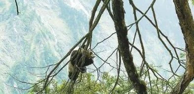 野生大熊猫栖息地是在哪里？