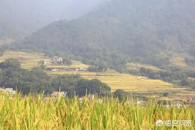 用梯田老式水稻收割机，为什么有的人喜欢边割边脱粒，而不是先割晒一些然后再脱粒？