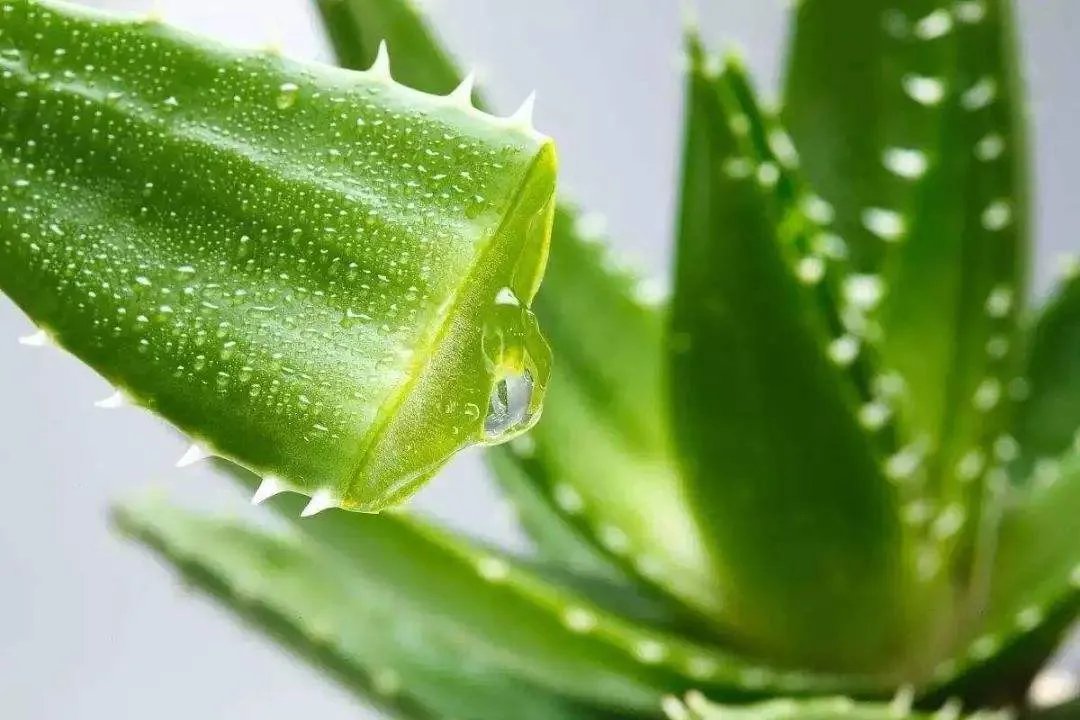 吸甲醛的植物有哪些