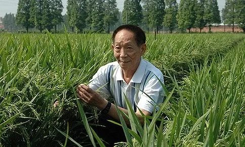 袁隆平77岁曾走遍上海超级稻农田,这能说明什么?