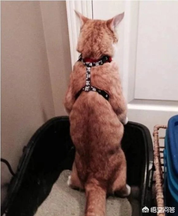 猫为什么可以站着?