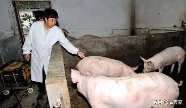 猪价连续下跌九天了,是什么原因造成猪价大跌,何时能上涨?