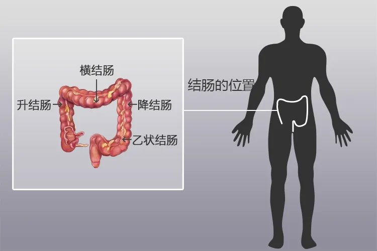 横结肠降结肠位置图