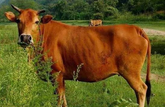 搞养殖业,养羊、养猪、养牛哪个好?为何?