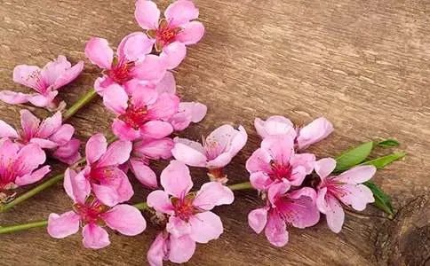 游桃花园记