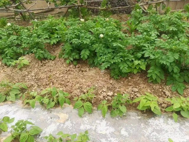 人造奶出来了，你敢喝吗？
