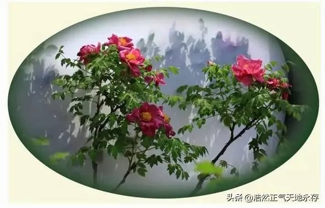 菏泽牡丹很有名么?