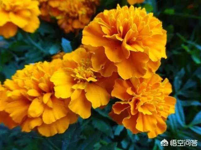 世界上种植万寿菊最多的地方在哪里？面积有多少？