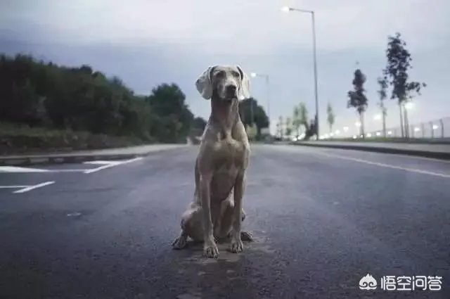 魏玛犬这种狗怎么样？