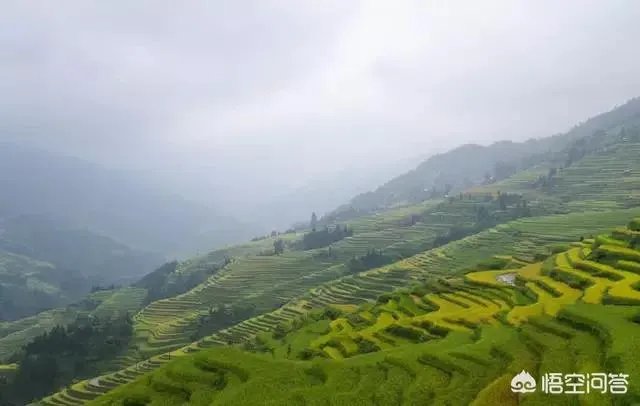 用梯田老式水稻收割机，为什么有的人喜欢边割边脱粒，而不是先割晒一些然后再脱粒？