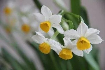 水仙花语