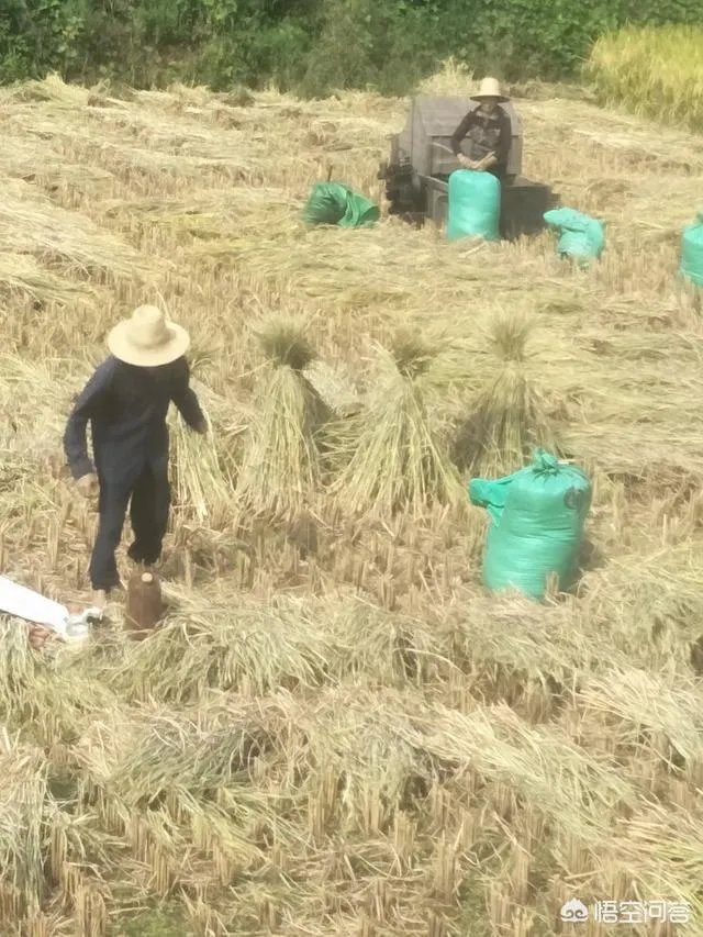 用梯田老式水稻收割机，为什么有的人喜欢边割边脱粒，而不是先割晒一些然后再脱粒？
