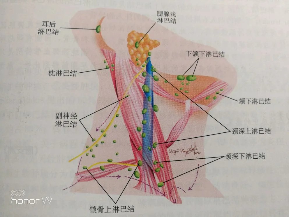 颈部淋巴结