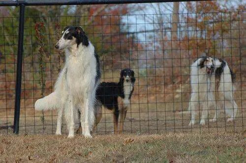 犬类智商排名